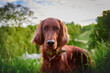 Dog breed red irish setter portrait closeup
