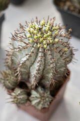 Poster - Green flowers on a cactus in detail.