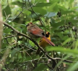 Sticker - Rare Yellow Cardinal Presenting his Mate with a Yummy Bug