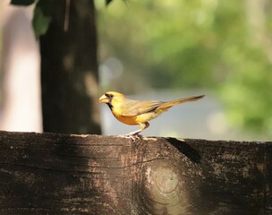 Sticker - One in a Million Rare Yellow Male Cardinal