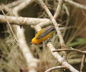 Sticker - Bright Spot in Any Day Prothonatry Warbler