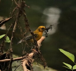 Sticker - Bright Spot in Any Day Prothonatry Warbler