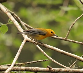 Sticker - Bright Spot in Any Day Prothonatry Warbler