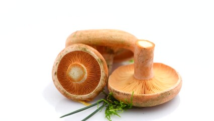 Fototapete - Raw wild Saffron milk cap mushrooms isolated on white background. Rotated Lactarius deliciosus, Rovellons, Niscalos mushroom closeup. Organic Fresh ceps closeup. 4K UHD video. 