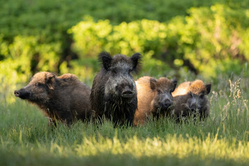 Wall Mural - wild boar family in the forest at sunny evening