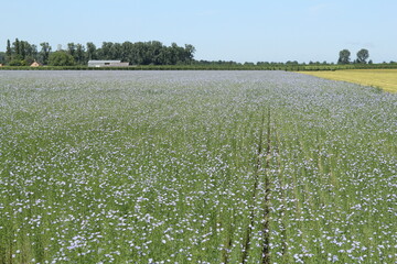 Wall Mural - a big flax field with yellow flowers in the dutch countryside in springtime