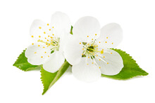 Cherry Flowers On A White Background. Blooming Tree.