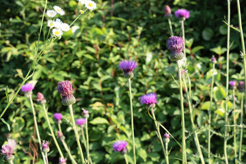 Wall Mural - Thistles blooming in a field 2