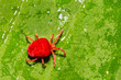 A Red Velvet Mite isolated on a green leaf