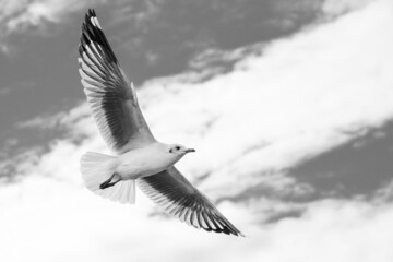 seagull in flight