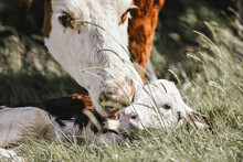 Newborn Baby Heifer Calf Breathes And Stands For The First Time On The Farm With Mother Cow