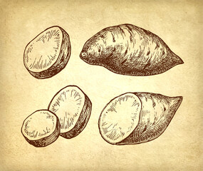 Wall Mural - sweet potato ink sketch set.