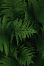 Moody Close Up Of Fern Leaves In Midsummer