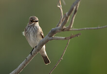 Spotted Flycatcher Perched On A Tree Branch At Asker Marsh