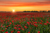 Fototapeta Do pokoju - Beautiful summer sunset over poppy field