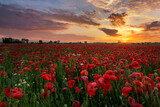 Fototapeta Krajobraz - Beautiful summer sunset over poppy field