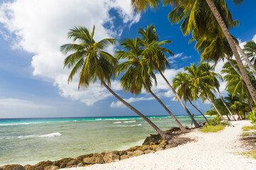 Canvas Print - Beach in Barbados with coconut palms