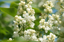 Lush Inflorescence White Lilac Dissolved