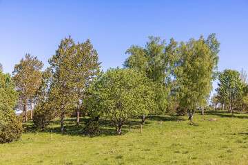 Wall Mural - Lush green tree grove on a meadow