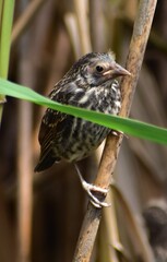 Wall Mural - Juvenile Red Wing Blackbird