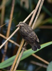 Wall Mural - Juvenile Red Wing Blackbird