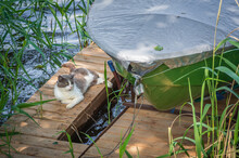Cat Lying On Wooden Bridge Among Green Reeds By A Boat On Lakeside On Summer Sunny Day
