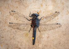 Closeup Of Large White-faced Darter (Leucorrhinia Pectoralis) Dragonfly Perched On Board
