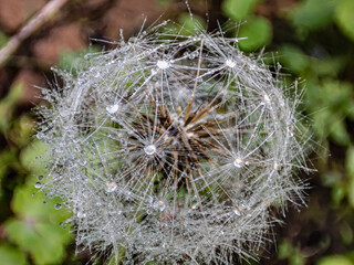 Wall Mural - close up of a dandelion