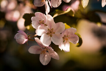 Wall Mural - Nature. Blossoming branch of an apple tree. Bright colorful spring flowers. Garden at sunset. Trees in flowers. spring background