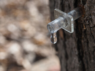 plastic tap for maple juice collection. collecting birch or maple juice in nature.