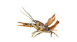 Side view of stone crayfish showing its claws, Austropotamobius torrentium, is a freshwater crayfish, isolated on white