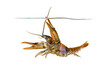 Stone crayfish under the water line, Austropotamobius torrentium, is a freshwater crayfish, isolated on white