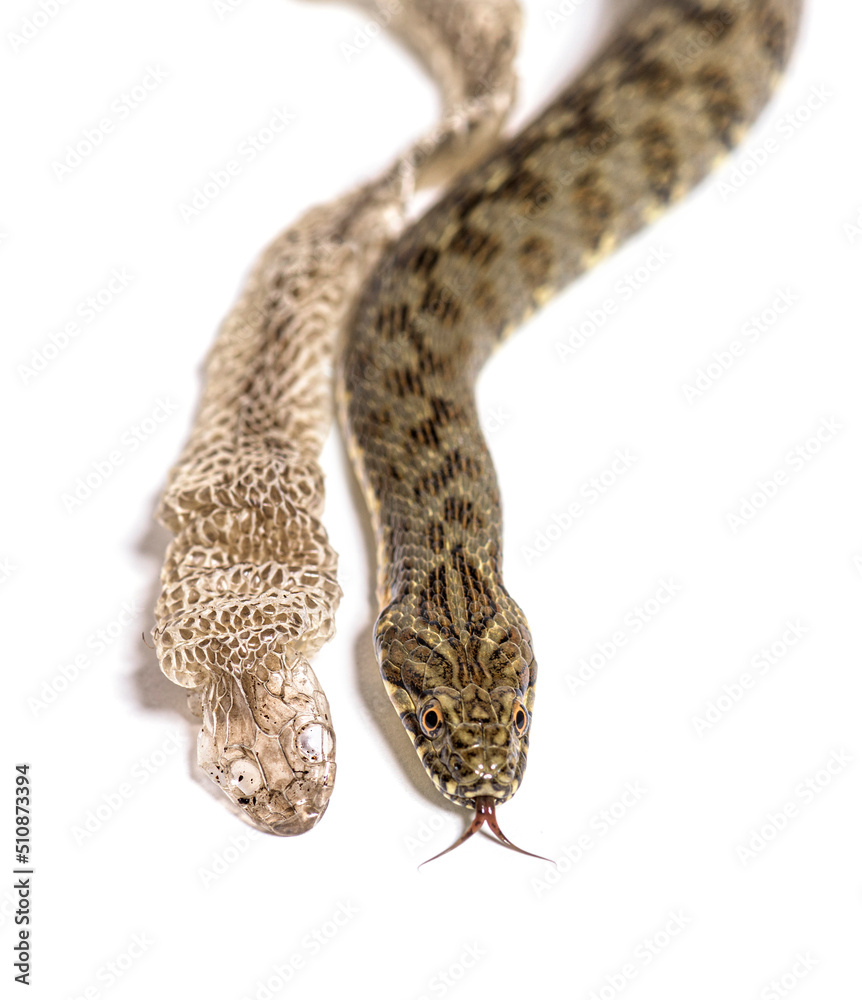 Curated visual reference: Picture Idea: Viperine Water Snake Natrix Maura Shedding Skin Uk Molting