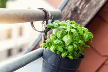 Close-up Detail Hanged Bucket Pot With Green Fresh Aromatic Basil Grass Growing On Apartment Condo Balcony Terrace Against Warm Sunset Light Background. Homemade Cultivate Homegrown Plant