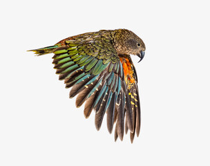 Wall Mural - Kea Bird, Nestor notabilis, or Alpine parrot, flying, isolated on white