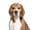 Beagle head shot, close-up, isolated on white