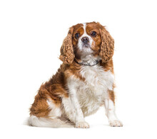 Fat Cavalier King Charles Spaniel Dog Wearing A Collar, Sitting, Isolated On White