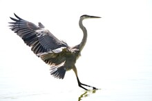 Great Blue Heron Landing With A Splash