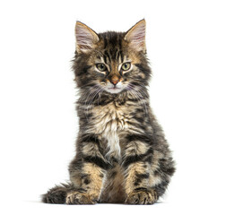 Maine Coon kitten nine weeks old, sitting isolated on white