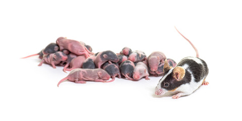Wall Mural - colony of fancy mouse, six days old hairless pups and mother - m