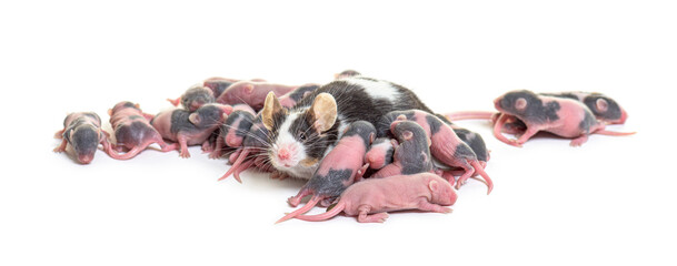 Poster - Colony of fancy mouse, few days old hairless mice pups and mothe