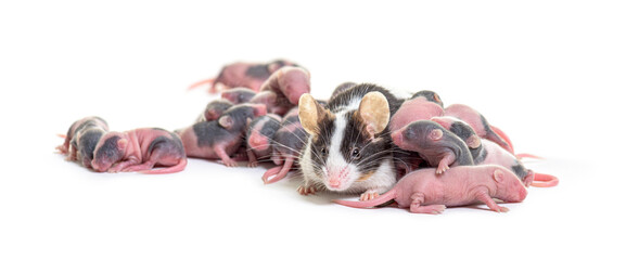 Wall Mural - colony of fancy mouse, few days old hairless mice pups and mothe