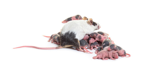 Wall Mural - colony of fancy mouse, few days old hairless mice pups and mothe
