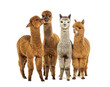 Many colored alpaca together in a row standing together - Lama p