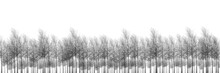 Abstract Background Wilderness Forest Landscape Black And White