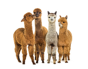 Wall Mural - many colored alpaca together in a row standing together - lama p