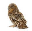 Rear view of a One month old Tawny Owl, Strix aluco, isolated
