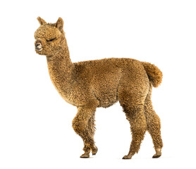 Poster - Side view of a Light fawn young alpaca walking , six months opld