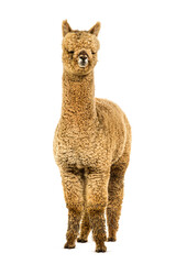 Poster - Light fawn young alpaca, six months opld - Lama pacos, isolated