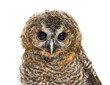 Face view of a one month old Tawny Owl, Strix aluco, isolated